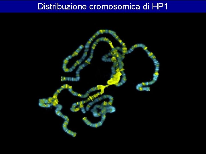 Distribuzione cromosomica di HP 1 