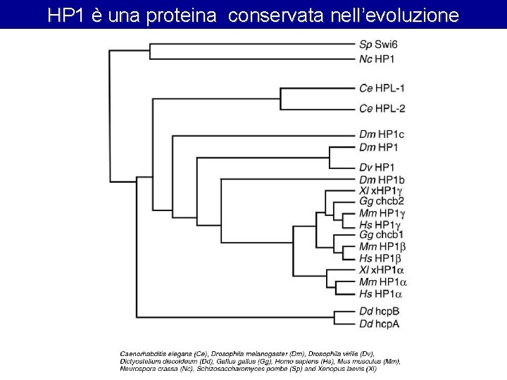 HP 1 è una proteina conservata nell’evoluzione 