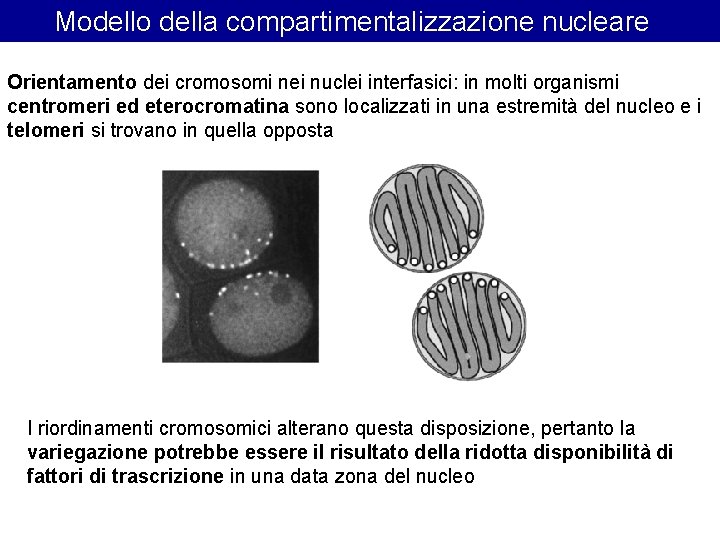Modello della compartimentalizzazione nucleare Orientamento dei cromosomi nei nuclei interfasici: in molti organismi centromeri