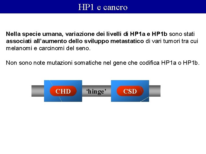 HP 1 e cancro Nella specie umana, variazione dei livelli di HP 1 a
