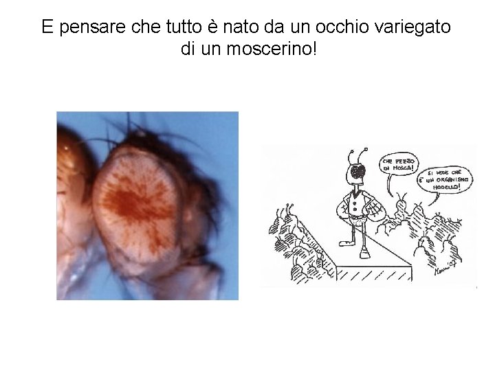 E pensare che tutto è nato da un occhio variegato di un moscerino! 