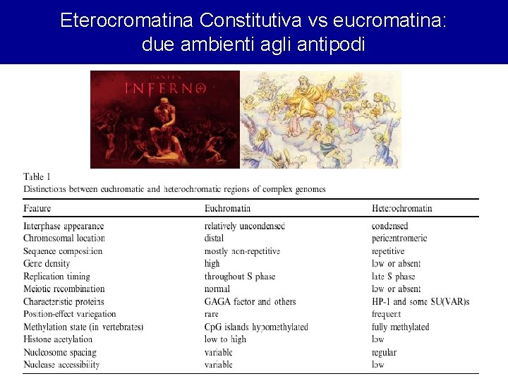 Eterocromatina Constitutiva vs eucromatina: due ambienti agli antipodi 