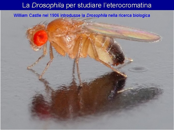 La Drosophila per studiare l’eterocromatina William Castle nel 1906 introdusse la Drosophila nella ricerca