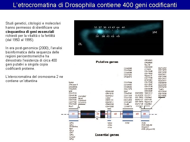 L’etrocromatina di Drosophila contiene 400 geni codificanti Studi genetici, citologici e molecolari hanno permesso