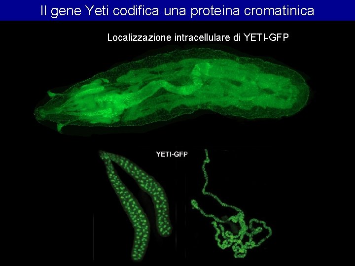 Il gene Yeti codifica una proteina cromatinica Localizzazione intracellulare di YETI-GFP 