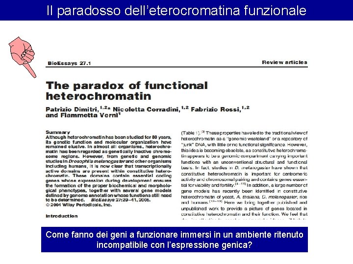 Il paradosso dell’eterocromatina funzionale Come fanno dei geni a funzionare immersi in un ambiente