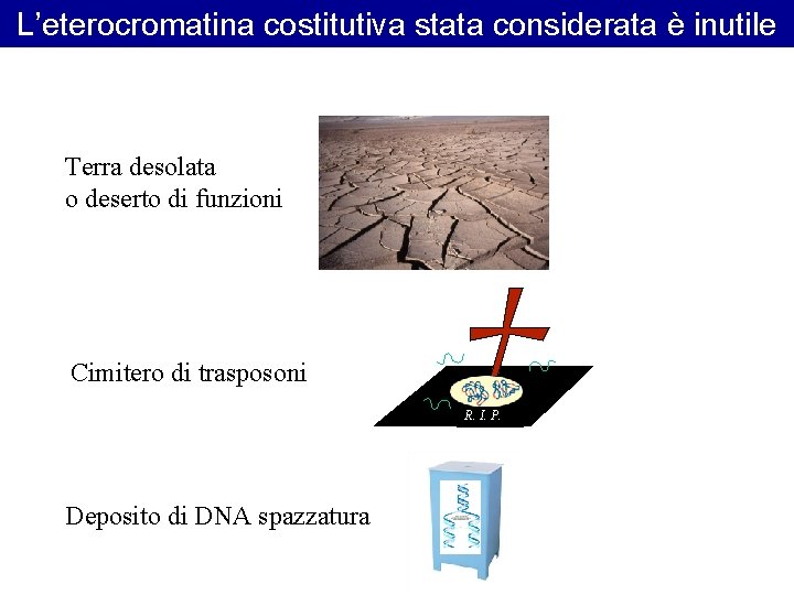 L’eterocromatina costitutiva stata considerata è inutile Terra desolata o deserto di funzioni Cimitero di