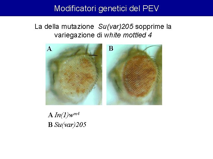 Modificatori genetici del PEV La della mutazione Su(var)205 sopprime la variegazione di white mottled