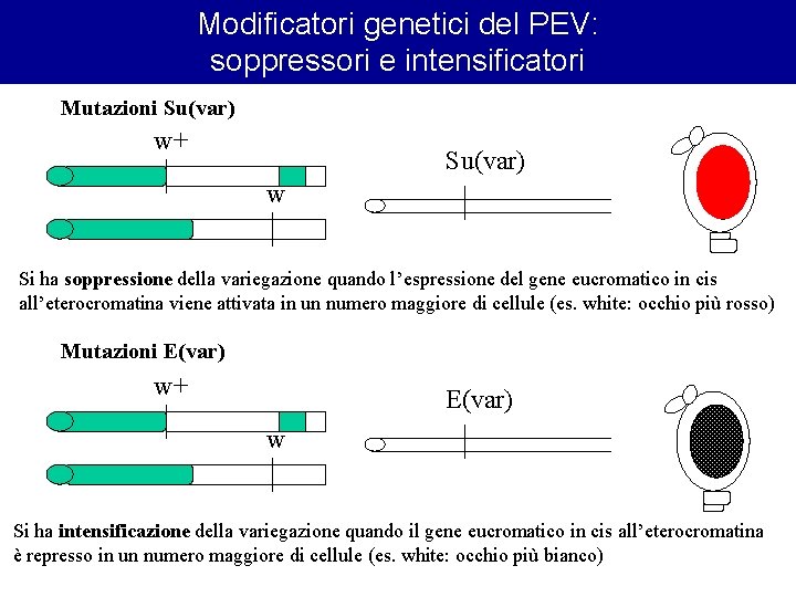 Modificatori genetici del PEV: soppressori e intensificatori Mutazioni Su(var) w+ Su(var) w Si ha