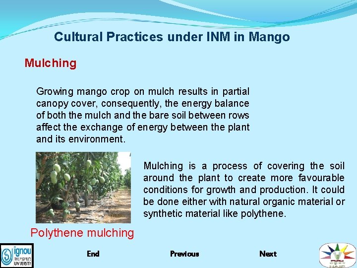 Cultural Practices under INM in Mango Mulching Growing mango crop on mulch results in