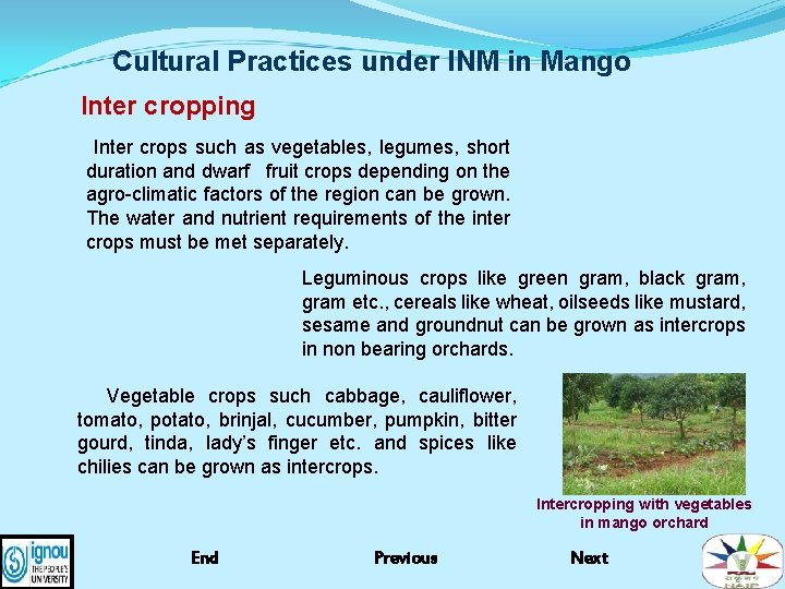 Cultural Practices under INM in Mango Inter cropping Inter crops such as vegetables, legumes,