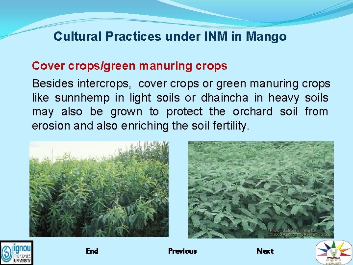 Cultural Practices under INM in Mango Cover crops/green manuring crops Besides intercrops, cover crops