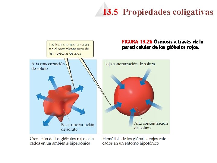 13. 5 Propiedades coligativas FIGURA 13. 26 Ósmosis a través de la pared celular