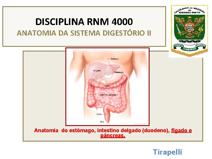 DISCIPLINA RNM 4000 ANATOMIA DA SISTEMA DIGESTÓRIO II Anatomia do estômago, intestino delgado (duodeno),