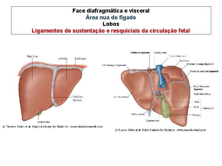 Face diafragmática e visceral Área nua do fígado Lobos Ligamentos de sustentação e resquiciais