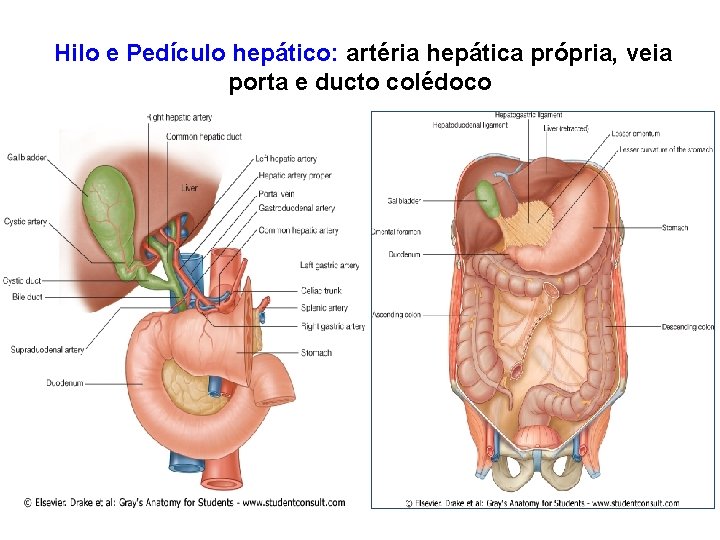 Hilo e Pedículo hepático: artéria hepática própria, veia porta e ducto colédoco 