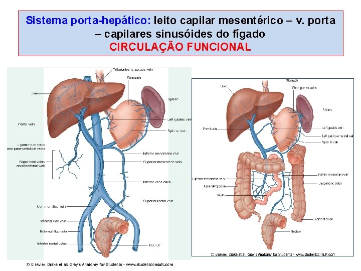 Sistema porta-hepático: leito capilar mesentérico – v. porta – capilares sinusóides do fígado CIRCULAÇÃO