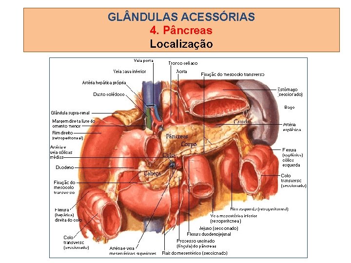 GL NDULAS ACESSÓRIAS 4. Pâncreas Localização 