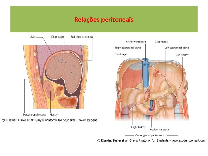 Relações peritoneais 