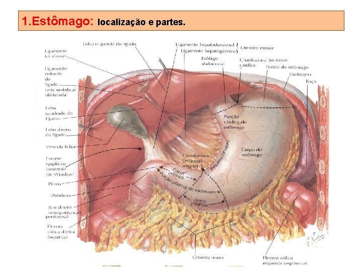 1. Estômago: localização e partes. 
