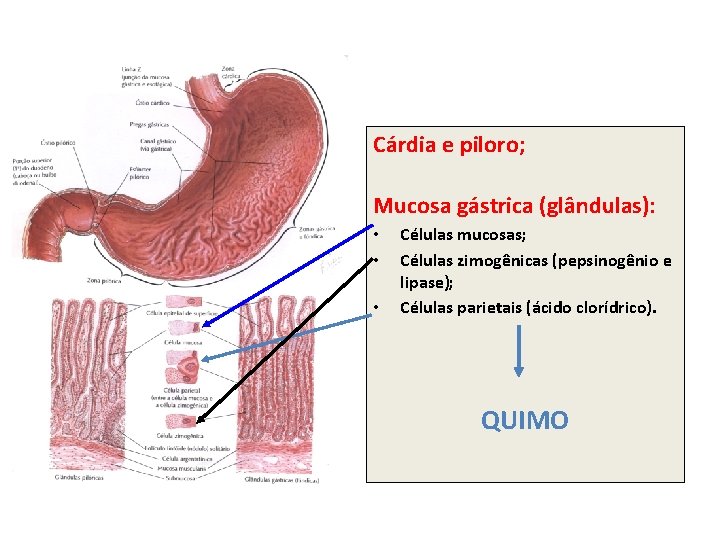 Cárdia e piloro; Mucosa gástrica (glândulas): • • • Células mucosas; Células zimogênicas (pepsinogênio