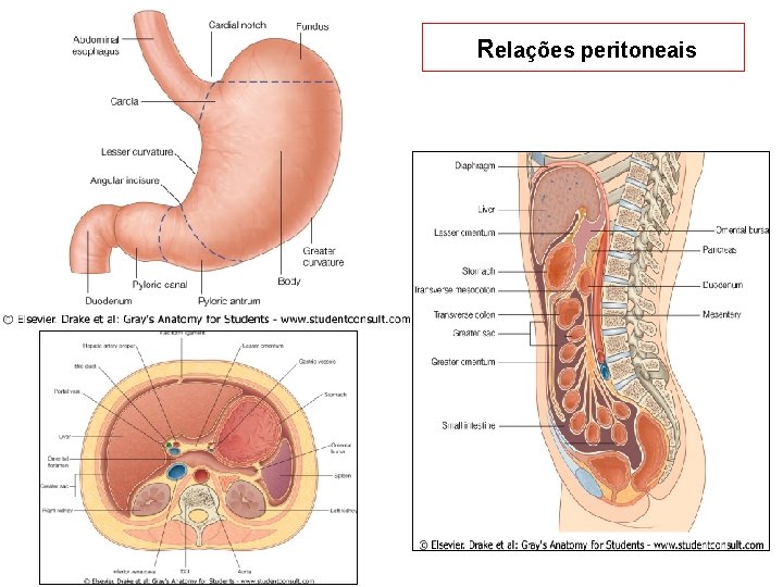 Relações peritoneais 