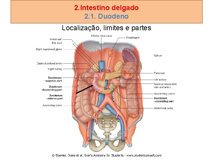 2. Intestino delgado 2. 1. Duodeno Localização, limites e partes 