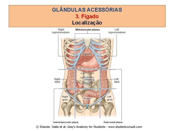 GL NDULAS ACESSÓRIAS 3. Fígado Localização 