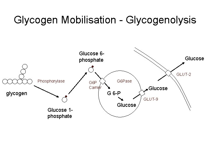 Glycogen Mobilisation - Glycogenolysis Glucose 6 phosphate Glucose GLUT-2 Phosphorylase glycogen G 6 P