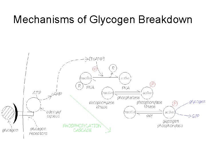 Mechanisms of Glycogen Breakdown 