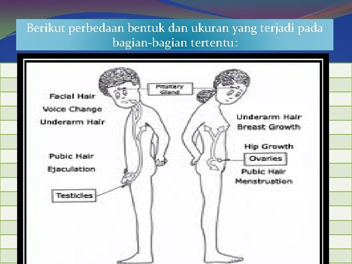 Berikut perbedaan bentuk dan ukuran yang terjadi pada bagian-bagian tertentu: 