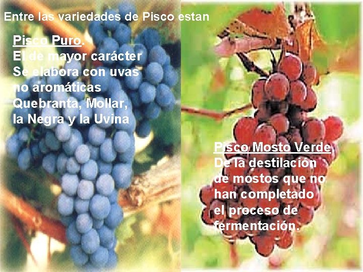 Entre las variedades de Pisco estan Pisco Puro. El de mayor carácter Se elabora