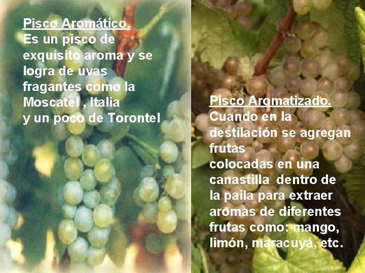 Pisco Aromático. Es un pisco de exquisito aroma y se logra de uvas fragantes