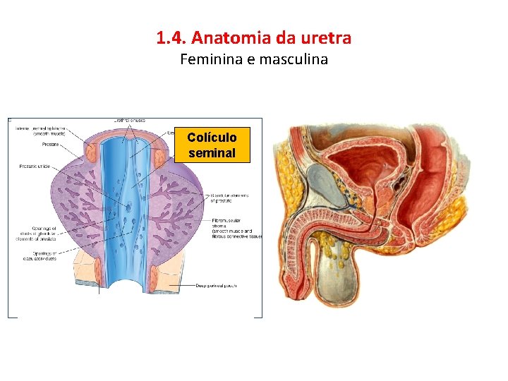1. 4. Anatomia da uretra Feminina e masculina Colículo seminal 1. 4. Anatomia da uretra Feminina e masculina Colículo seminal
