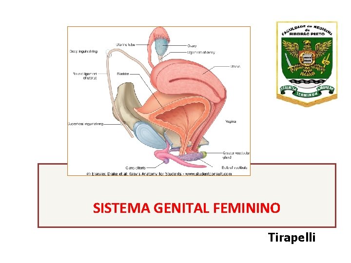 SISTEMA GENITAL FEMININO Tirapelli 