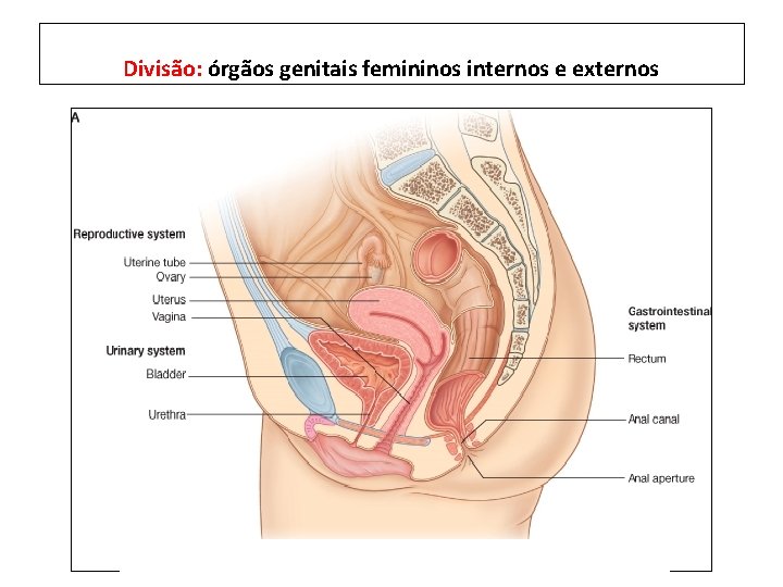 Divisão: órgãos genitais femininos internos e externos 