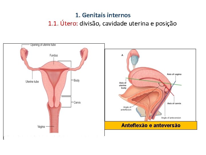 1. Genitais internos 1. 1. Útero: divisão, cavidade uterina e posição Anteflexão e anteversão
