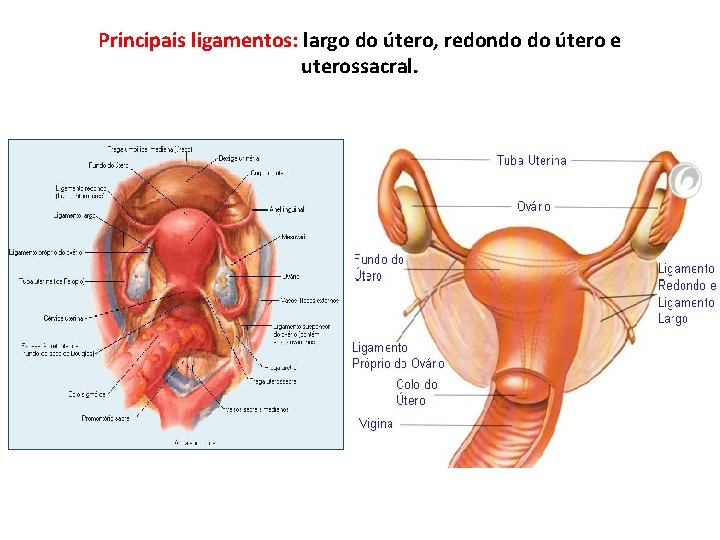 Principais ligamentos: largo do útero, redondo do útero e uterossacral. 