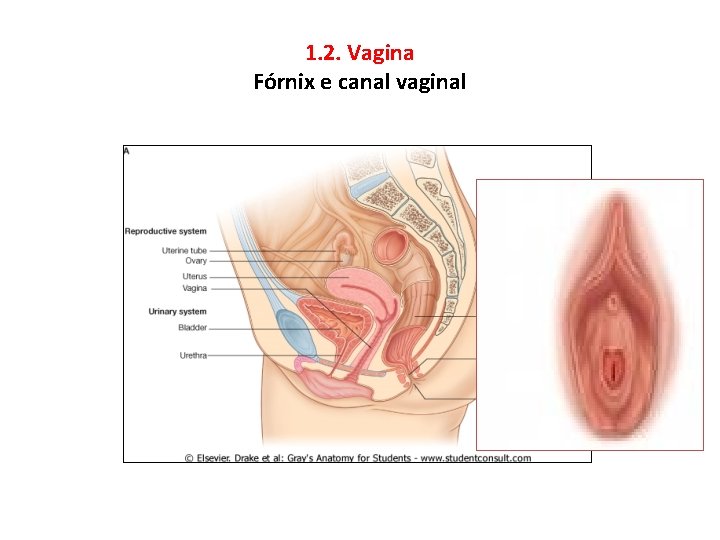 1. 2. Vagina Fórnix e canal vaginal 