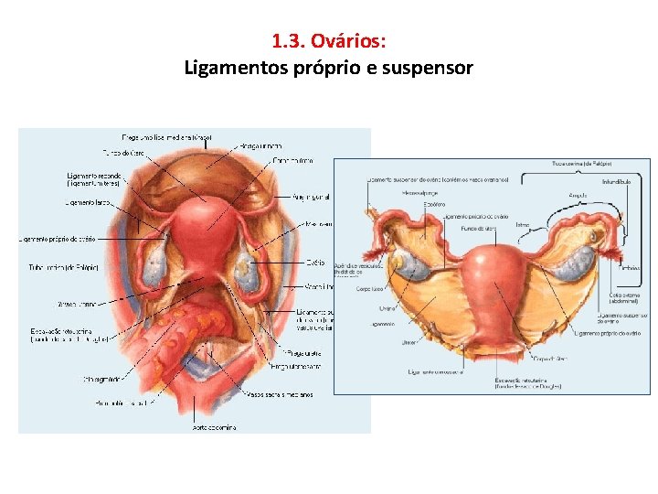 1. 3. Ovários: Ligamentos próprio e suspensor 