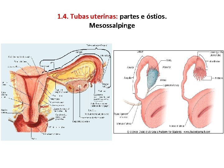 1. 4. Tubas uterinas: partes e óstios. Mesossalpinge 