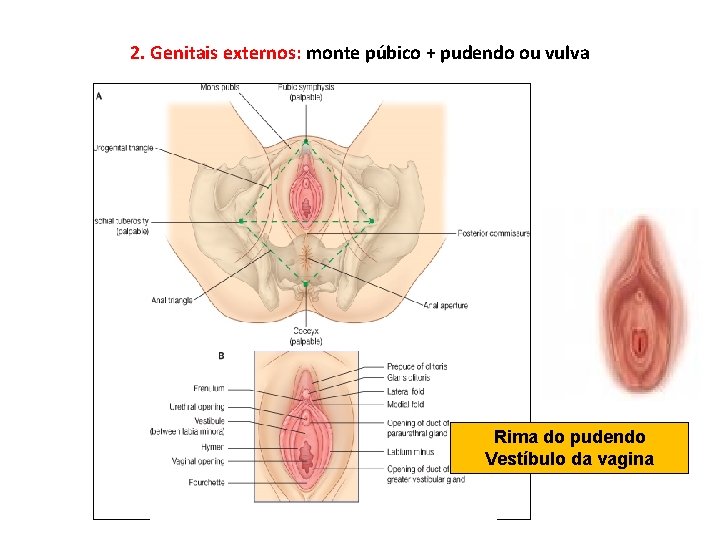 2. Genitais externos: monte púbico + pudendo ou vulva Rima do pudendo Vestíbulo da