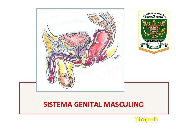 SISTEMA GENITAL MASCULINO Tirapelli 