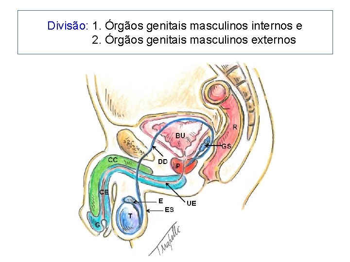 Divisão: 1. Órgãos genitais masculinos internos e 2. Órgãos genitais masculinos externos 
