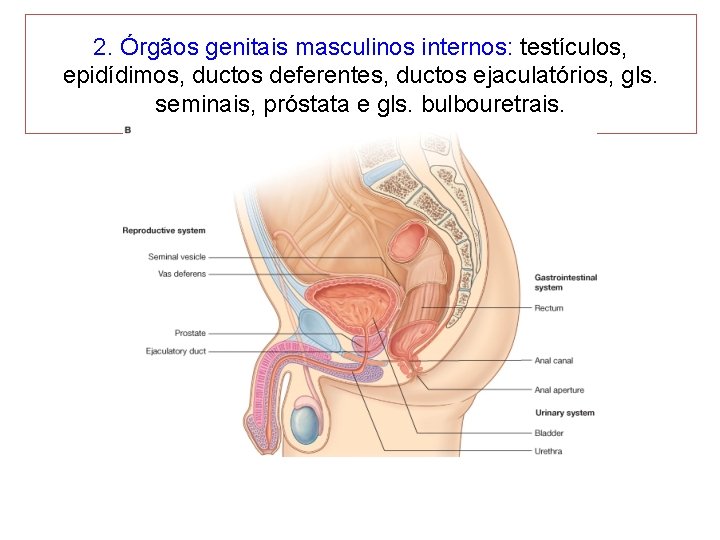 2. Órgãos genitais masculinos internos: testículos, epidídimos, ductos deferentes, ductos ejaculatórios, gls. seminais, próstata