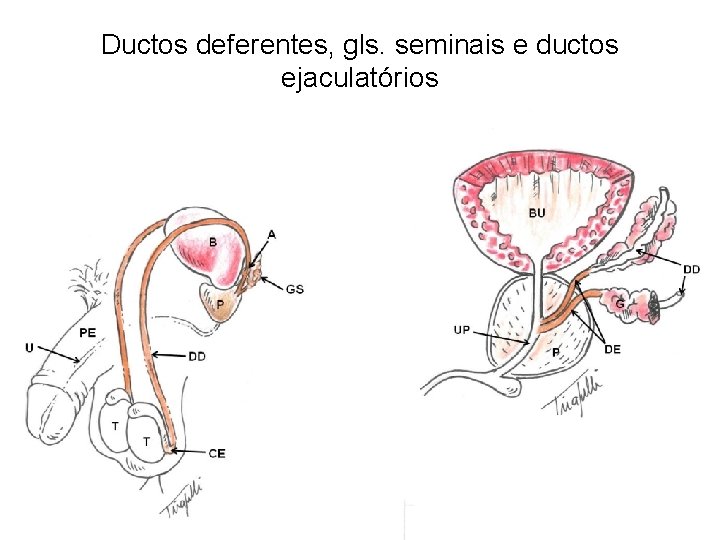 Ductos deferentes, gls. seminais e ductos ejaculatórios 
