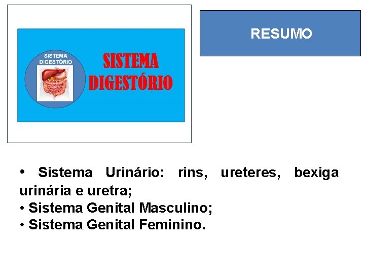 RESUMO • Sistema Urinário: rins, ureteres, bexiga urinária e uretra; • Sistema Genital Masculino;