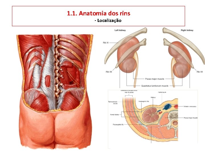 1. 1. Anatomia dos rins - Localização 