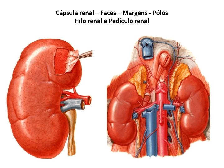 Cápsula renal – Faces – Margens - Pólos Hilo renal e Pedículo renal 