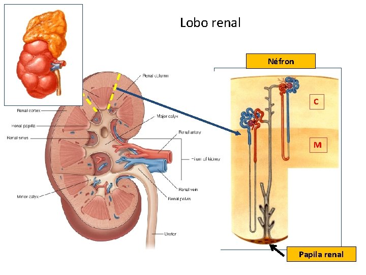 Lobo renal Néfron C M Papila renal 